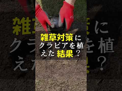 plantes couvre sol Thym-couché-Thym-précoce-talus