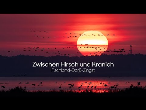 Hirschbrunft und Kranichzug auf der Halbinsel Fischland - Darss - Zingst
