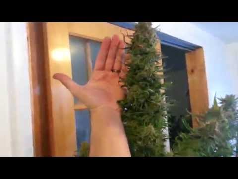 $$super lemon haze$$