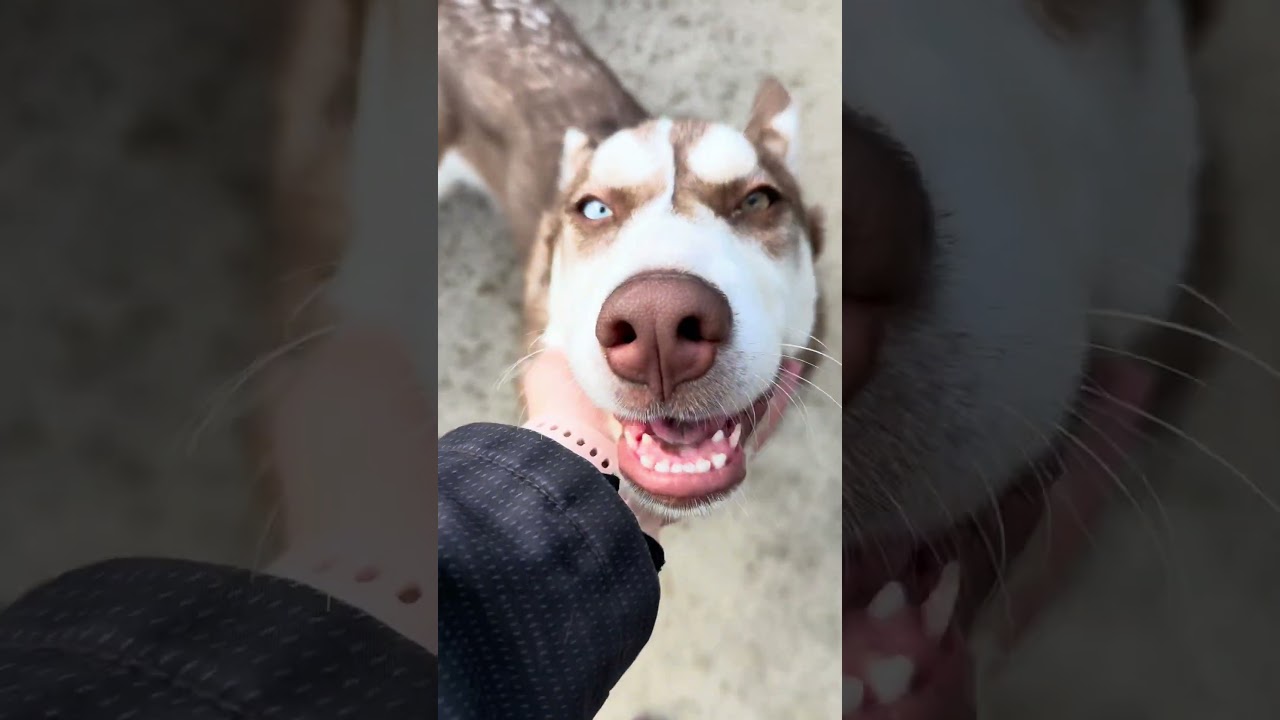 Sesame video preview