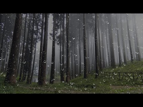 4 Hours rain thunderstorm and thunder in the Forest - Rain noises to the Fall asleep and Relaxation