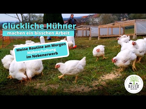 Glückliche Hühner machen Arbeit - Routine am Morgen