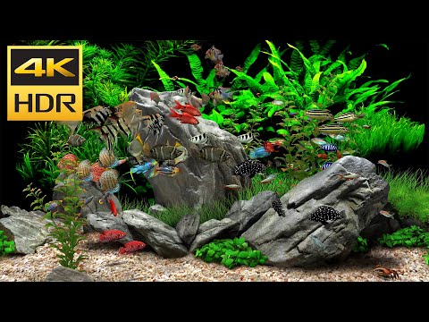 AQUARIUM Fish Tank 4K HDR 🐟🐠 Relaxing Video NO MUSIC Coral Reef Aquarium