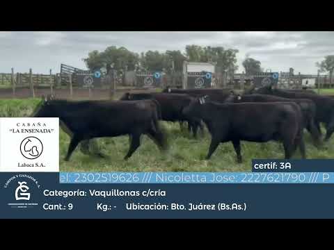Lote VQ GENERAL - CON CRIA