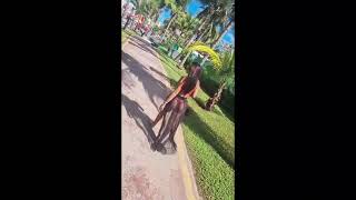 Big Ass Girl Tiktoks Video | Hot Girls Tiktok Videos 2022 | Big Boobs Videos | Hot Sexy Tiktok Thots