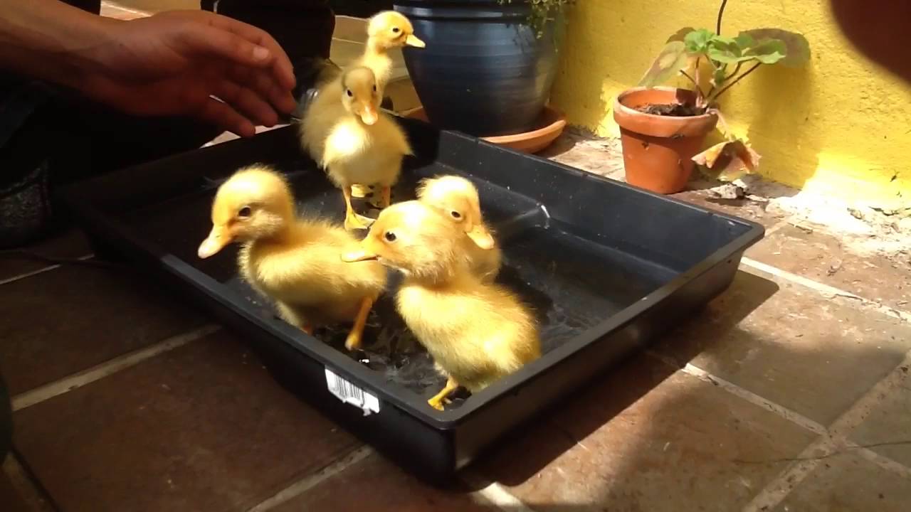 CUTE Runner Ducklings Take First Bath