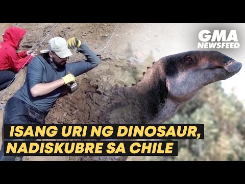 Isang uri ng dinosaur, nadiskubre sa Chile GMA News Feed