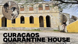 Dogs Of The Quarantine House Curaçao