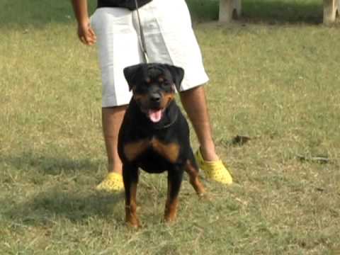 Tasha  ausdershwetkang||ausdershwetkang Rottweiler||Top rottweiler India||