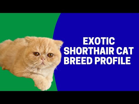 Exotic Shorthair Cat Breed Profile