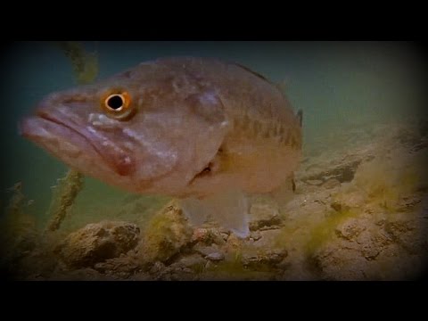 Fishing For Spawning Bass | Sweet Underwater Footage