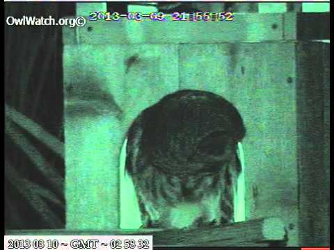 Papa Barred Owl delivers dragonfly (???), eventually Mama feeds owlet - OwlWatch.org