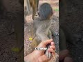 The monkey did not see this twist coming 😲