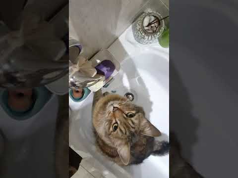 Cat licking soap