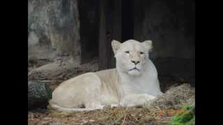 Ronald Robbemond - Number One (org. Marillion)