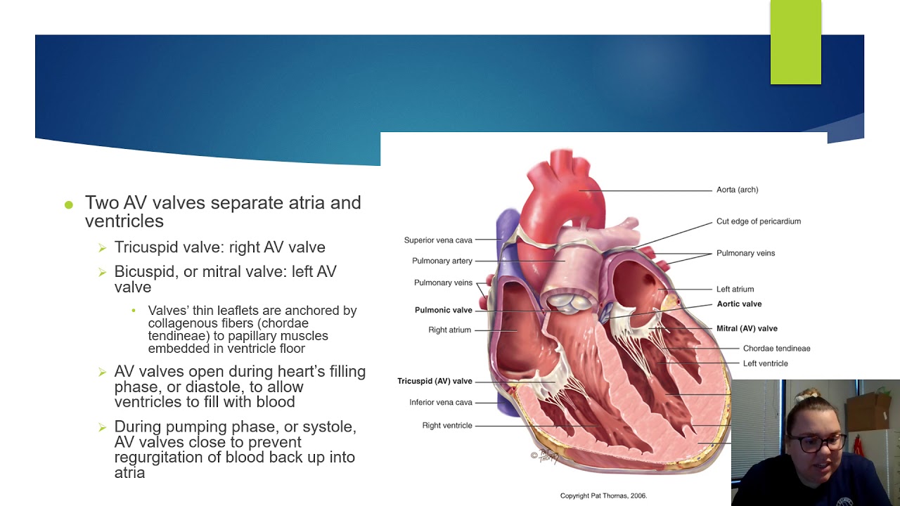 NUR216 Cardiac Assessment PPT