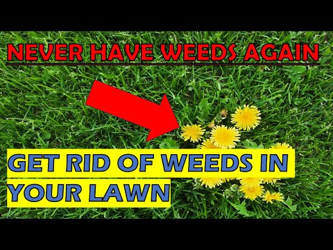 How To Kill Weeds In St. Augustine Grass | Have A WEED-FREE Lawn