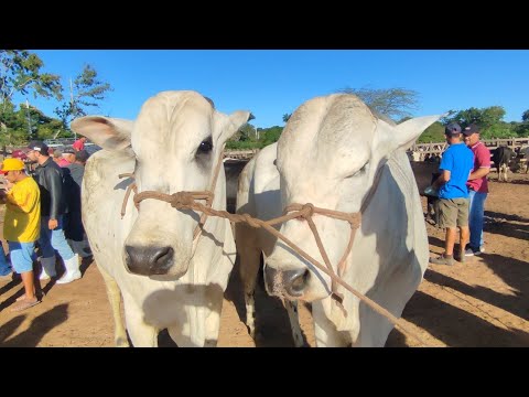 feira do gado de Buíque PE dia 13/06 2026
