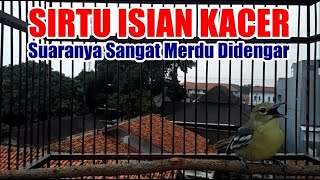 Download lagu Cipoh Sirtu Gacor Dor Full Isian Kacer, Suaranya Sangat Merdu Didengar mp3 Download lagu Cipoh Sirtu Gacor Dor Full Isian Kacer, Suaranya Sangat Merdu Didengar mp3