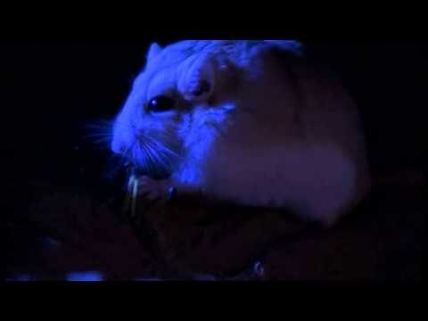 Africa Land Of The Sun AFRICA: DESERT ODYSSEY