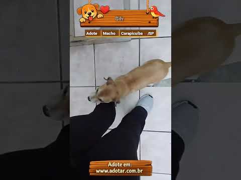 Vídeo de Bily