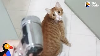 Funny Cat Begs to Play in Shower | The Dodo by The Dodo