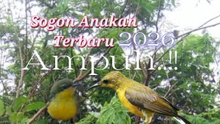 Download lagu Suara Pikat Sogon Ribut Anakan Terbaru 2026 mp3