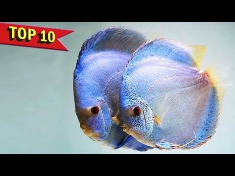 Top 10 ways to identify the gender of Discus Fish