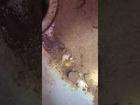 Swiss Miss - Maggots and bugs in hot cocoa - Image 4