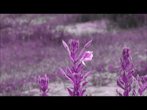 Paul Tortelier - Schubert Arpeggione Sonata D821 (1959)