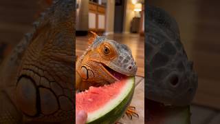 AI Story: Why Is This Green Iguana Bright Orange? Meet Mango