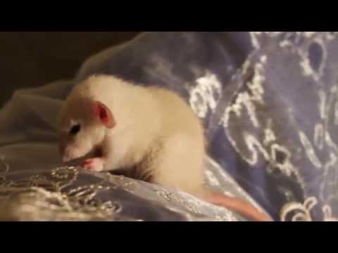 Rugrats E - black eyed siamese 1 month old