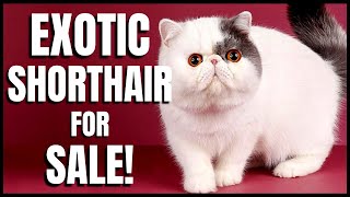 Exotic Shorthair for Sale!