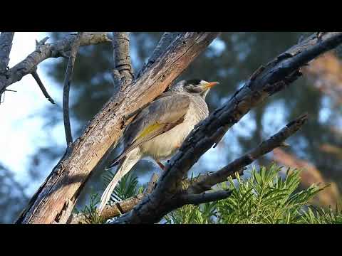 Medárik krikľavý (Manorina melanocephala) — správanie a biotop
