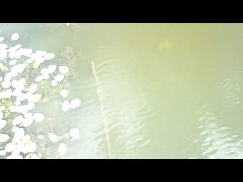 Видно ли рыболовные сети с дрона рыбнадзора. Как это выглядит.