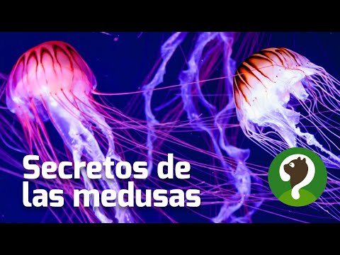 Hypnotic jellyfish curiosities