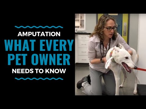 Amputation - What Every Pet Owner Needs to Know: VLOG 67