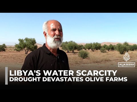 Drought devastates Libya’s olive farms as water scarcity deepens crisis