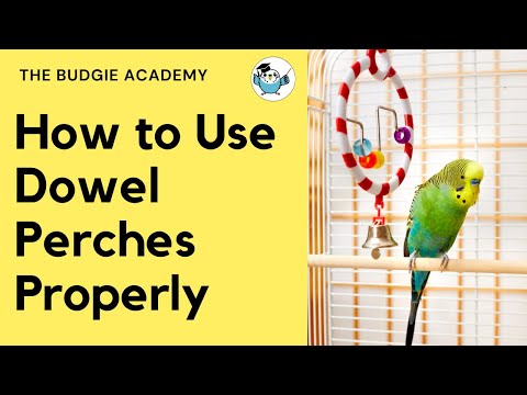 YouTube video about: Are dowel perches bad for birds?