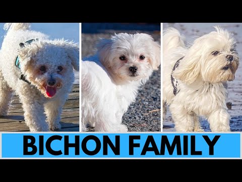 All Bichon Dog Breeds - Bichon Family