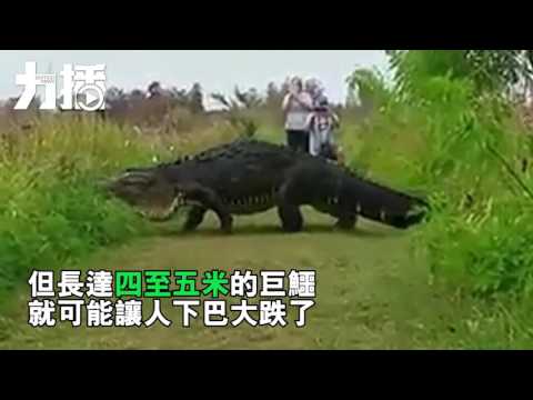 體型巨大如史前動物