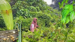 Download lagu Mencari sayuran gratis yang ada dihutan | jamur liar, pakis, kambas #pitaahrld #suasanapedesaan mp3