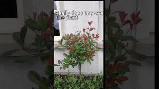 How to Prune Photinia Red Robin