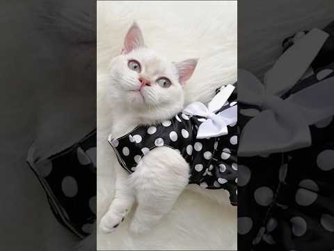 One week baby girl We will always look at the moon and see your face 🌚😔#moon #rip #lovestory #cats