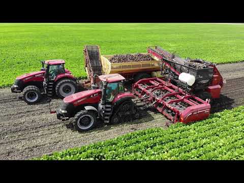 Sugar Beet Pre-Harvest 2019