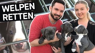Hunde retten: Das schmutzige Geschäft mit Hundewelpen im Internet || P