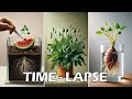 964 days in 30 mins - growing plant time lapse compilation  #greentimelapse #gtl #timelapse