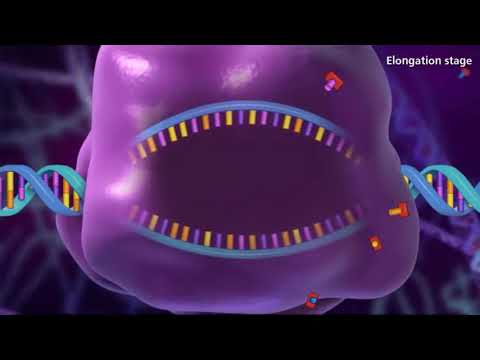 Transkription 3D in 3 Minuten - made EASY