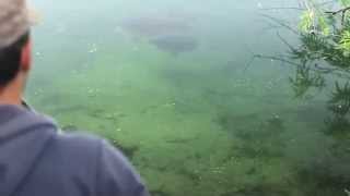 Как ловить карася в прозрачной воде