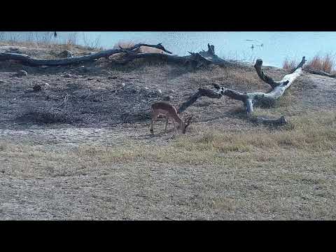 Djuma: Impala ram - 07:30 - 09/28/21
